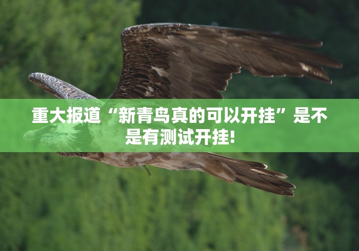 重大报道“新青鸟真的可以开挂”是不是有测试开挂!