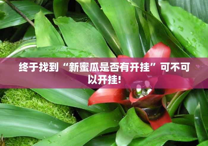 终于找到“新蜜瓜是否有开挂”可不可以开挂!