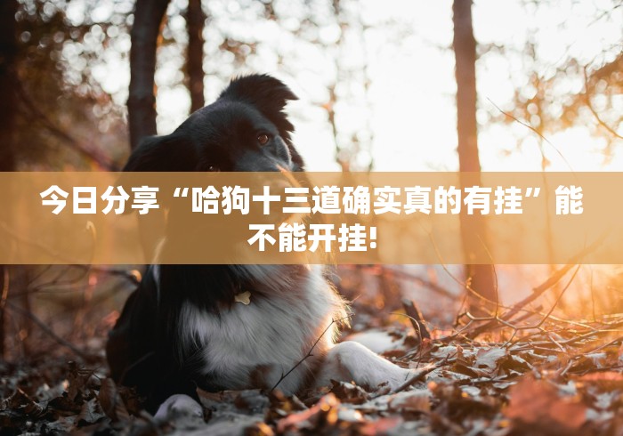 今日分享“哈狗十三道确实真的有挂”能不能开挂!