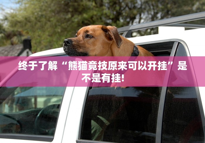 终于了解“熊猫竟技原来可以开挂”是不是有挂!