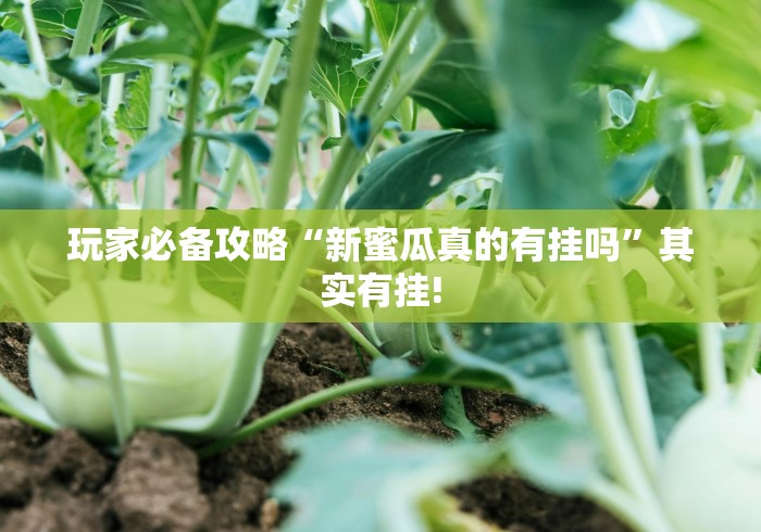 玩家必备攻略“新蜜瓜真的有挂吗”其实有挂!