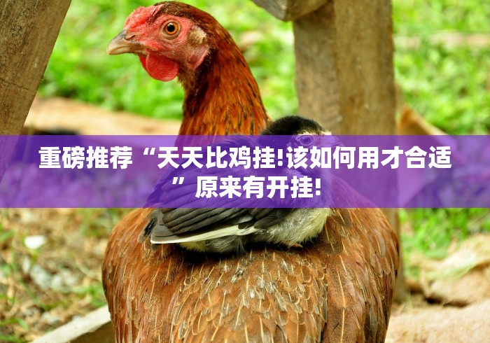 重磅推荐“天天比鸡挂!该如何用才合适”原来有开挂!